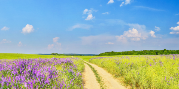 Photo of dirt path leading through a field of wild purple flowers below a blue sky.