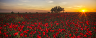 Field of red poppies with the sun setting in the background.