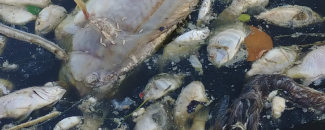 Image of dead fish in Florida from red tide of 2018, credit Meaghan Faletti/USF