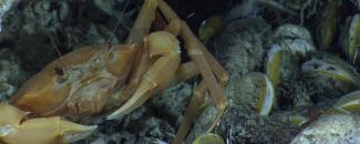 A chaceon crab below methane hydrate and on top of large mussels.