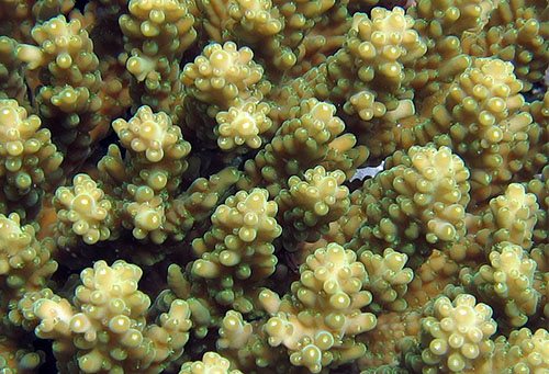 A close-up of A. retusa which can be found in U.S. Pacific Coral Reef Jurisdictions. Copyright Douglas Fenner.