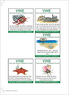 VINE (Virgin Islands Network of Environmental Educators): Advertising fillers