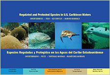 Regulated and protected species in U.S. Caribbean waters: Invertebrates, fish, sea turtles, marine mammals (Especies reguladas y protegidas en las aguas del Caribe estadounidense: Invertebrados, peces, tortugas marinas, mamiferos marinos)