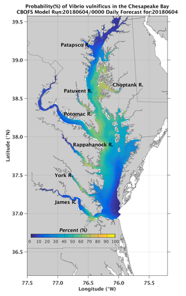 Concentration of Vibrio vulnificus (Vv) in Chesapeake Bay Oysters