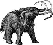 Mammoth illustration.