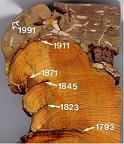 Fire-scarred cross section from a ponderosa pine (photo © P.M. Brown).