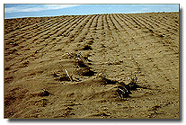 Dry field