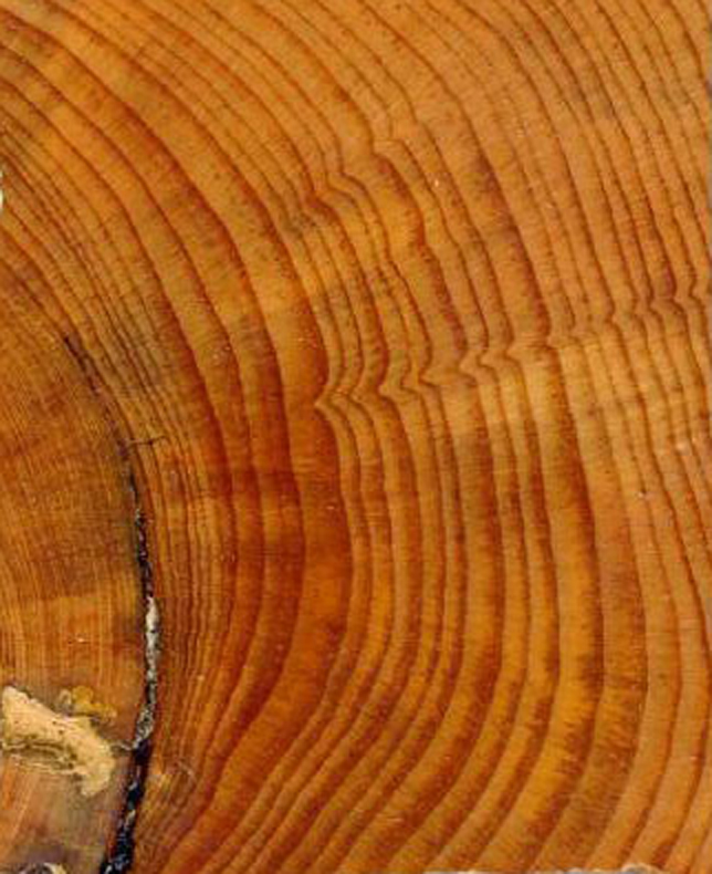 Dendroecology : tree-ring analyses applied to ecological studies |  WorldCat.org