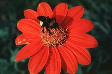 Bumblebee on Tithonia rotundiflora. Photo by Jerome Ward.