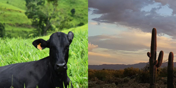 Collage of a cow in a verdant field and the Sonoran desert at sunset.
