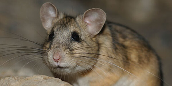 Photo of a pack rat courtesy of the National Park Service
