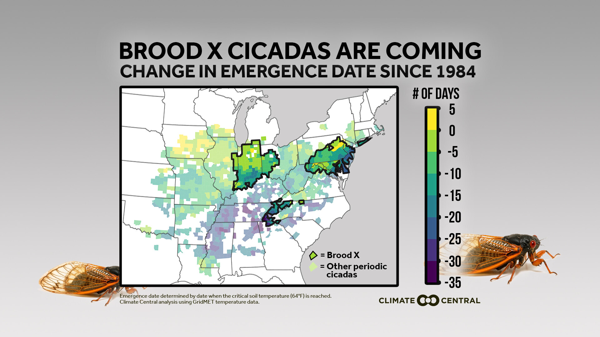 Brood X Cicada Emergence News National Centers for Environmental
