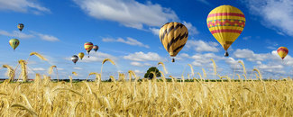 Picture of hot air balloons over a wheat field