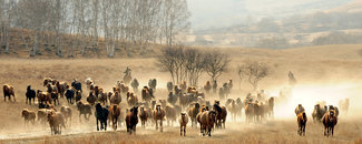 Picture of horses being herded