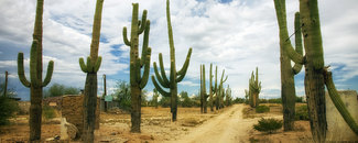Photo of cacti in desert with cloudy sky