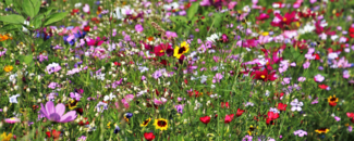 Field of colorful wildflowers