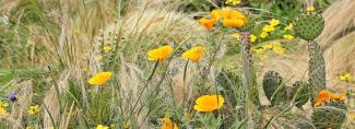 Picture of California Gold Poppies