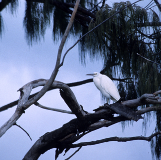 White cattle egret perched on a long gray limb with fronds of tree in background against pale blue sky.
