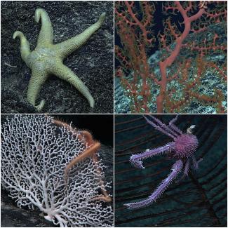 Photos of newly discovered benthos