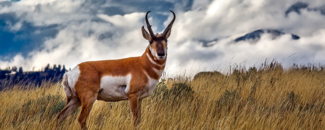 Photo of pronghorn deer in field