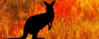 Picture of kangaroo watching Australian bushfire