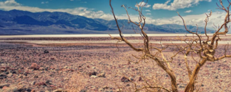 Photo of dry landscape in Death Valley with leafless tree in foreground.