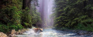Picture of a bear in a forest stream