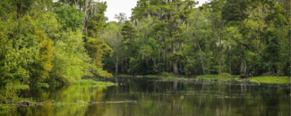 Picture of a Louisiana bayou