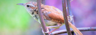 Picture of a wren in a cage