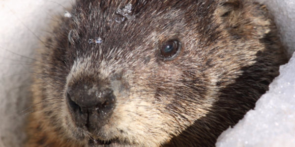 Photo of a groundhog, Courtesy of Gettyimages