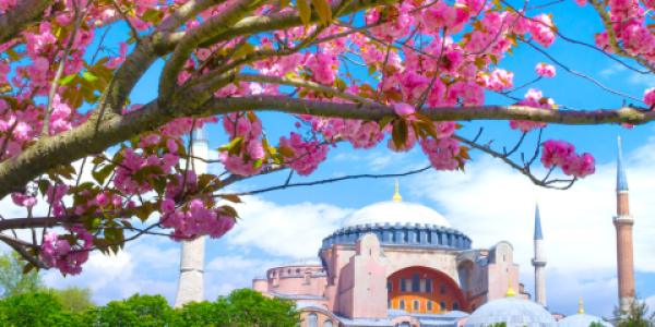  A tree blooms with large pink blossoms in the foreground with a light-colored stone mosque and turrets in the background in Istanbul, Turkey.