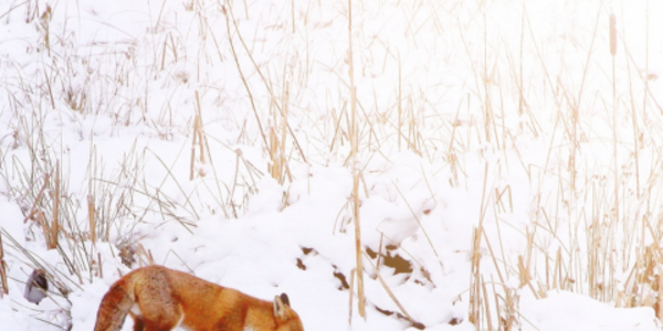 Red fox in the snow with reeds rising around it in the background.