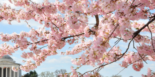 Cherry blossom tree in full bloom in Washington, D.C. on the National Mall.