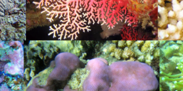 Six photos in a banner image of individual shots of different coral species. 