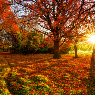 Red foliage on trees and the ground with sun setting in the background on the right.