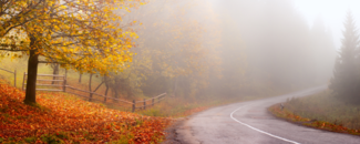 Yellow foliage on tree on the left and foggy road with fallen leaves on the banks.