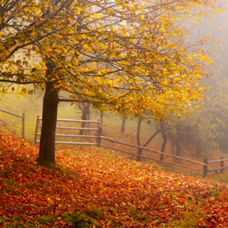Yellow foliage on tree on the left with fallen leaves beneath it, along with gate and fog in the background.