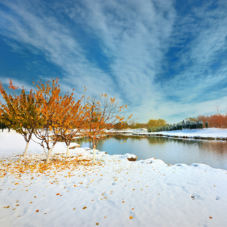 Snow covers ground around a lake with autumn colored leaves falling to the surface of the white snow.