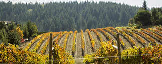 Picture of California vineyard