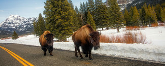 Picture of bison at Yellowstone