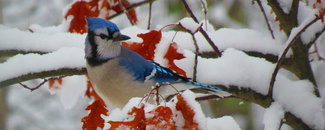 Picture of a blue jay in the snow