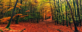 Picture of autumn forest