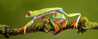 A red-eyed tree frog walking over another frog on a branch.