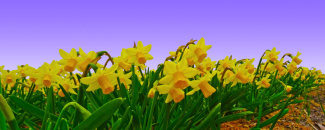 Field of yellow daffodils in bloom with purple-ish blue sky in the background.