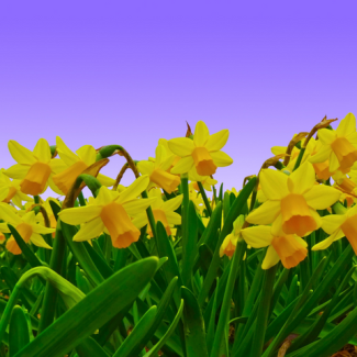 Field of yellow daffodils in bloom with purple-ish blue sky in the background.