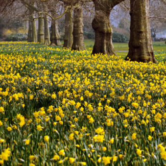 A field of blooming daffodils with giant tree trunks in the background.