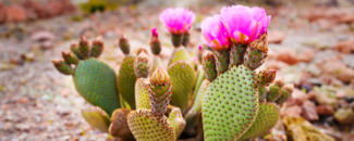 Prickly pear cactus blooming with pink flowers sprouting from the top of it in the desert.