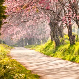 Cherry blossom trees blooming along a walking path with bright green grass sprouting beneath them.