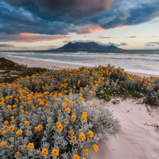 Orange flowers blooming on a sandy beach with the mountains, ocean, and cloudy sky lit up pink from the setting sun in the background.