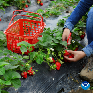 A person in denim kneeling down to cut strawberries from a vine with shears.